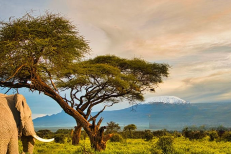 14 DAYS 13 NIGHTS (Kenya & Tanzania)
