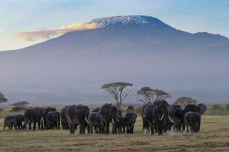 8 Days 7 Nights Kenya Safari Adventure