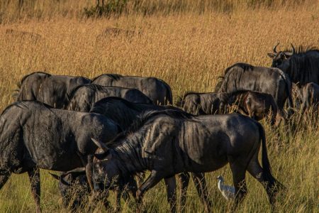11 DAYS 10 NIGHTS (Kenya & Tanzania)